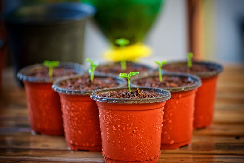 Wall-Mounted Plant Pockets